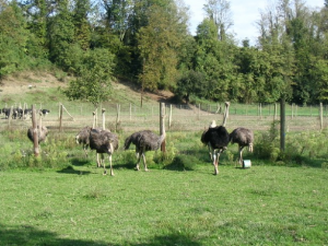 ostrich farm