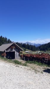 visit of Semnoz cow farm Annecy